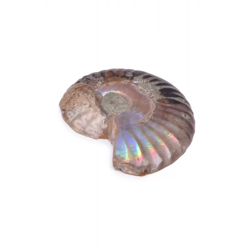Endoles Ammonit Ham Taş, Mineral